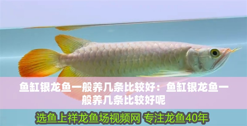 魚(yú)缸銀龍魚(yú)一般養(yǎng)幾條比較好：魚(yú)缸銀龍魚(yú)一般養(yǎng)幾條比較好呢 魚(yú)缸銀龍魚(yú)一般養(yǎng)幾條比較好：魚(yú)缸銀龍魚(yú)一般養(yǎng)幾條比較好呢 水族問(wèn)答