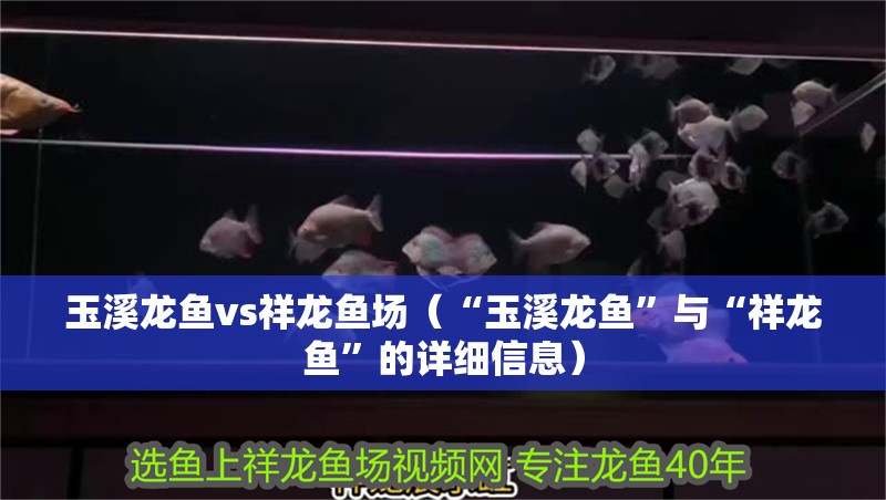 玉溪龍魚vs祥龍魚場（“玉溪龍魚”與“祥龍魚”的詳細信息）