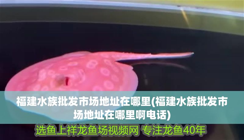 福建水族批發市場地址在哪里(福建水族批發市場地址在哪里啊電話)