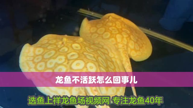 龍魚不活躍怎么回事兒