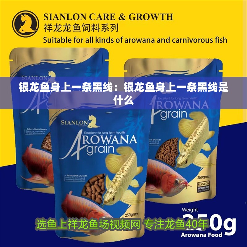 銀龍魚身上一條黑線：銀龍魚身上一條黑線是什么
