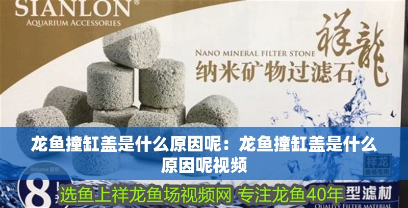 龍魚撞缸蓋是什么原因呢：龍魚撞缸蓋是什么原因呢視頻 龍魚撞缸蓋是什么原因呢：龍魚撞缸蓋是什么原因呢視頻 水族問答