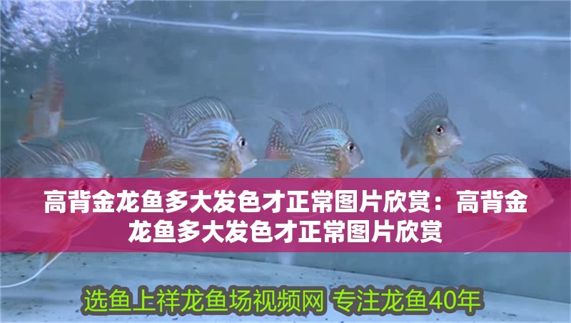 高背金龍魚多大發色才正常圖片欣賞:高背金龍魚多大發色才正常圖片欣賞 水族問答 高背金龍魚多大發色才正常圖片欣賞:高背金龍魚多大發色才正常圖片欣賞 高背金龍魚多大發色才正常圖片欣賞:高背金龍魚多大發色才正常圖片欣賞 水族問答