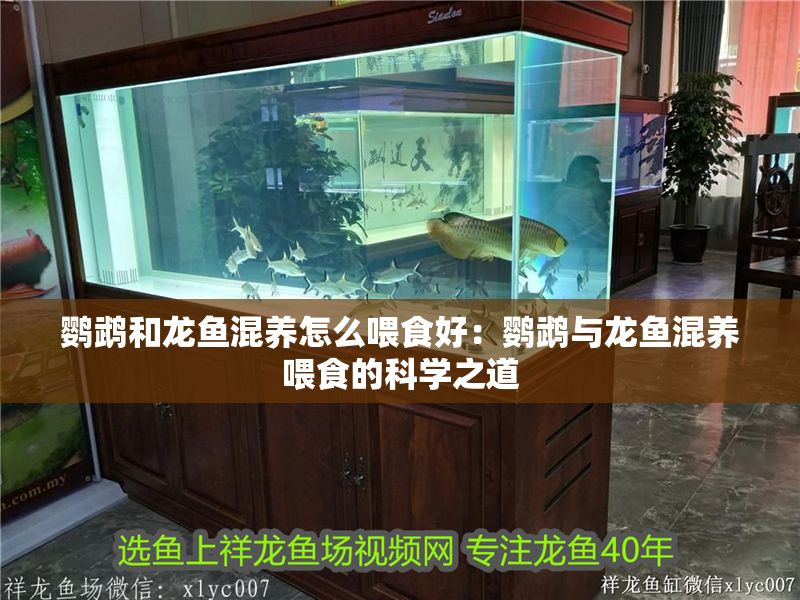 鸚鵡和龍魚混養怎么喂食好：鸚鵡與龍魚混養喂食的科學之道