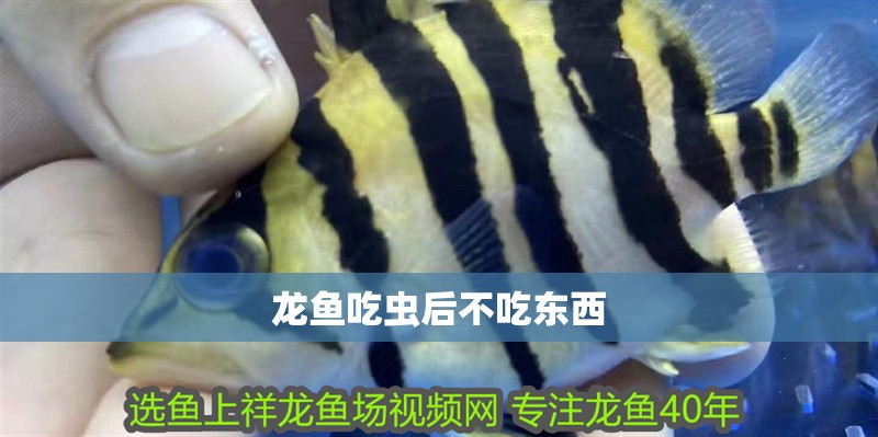 龍魚吃蟲后不吃東西