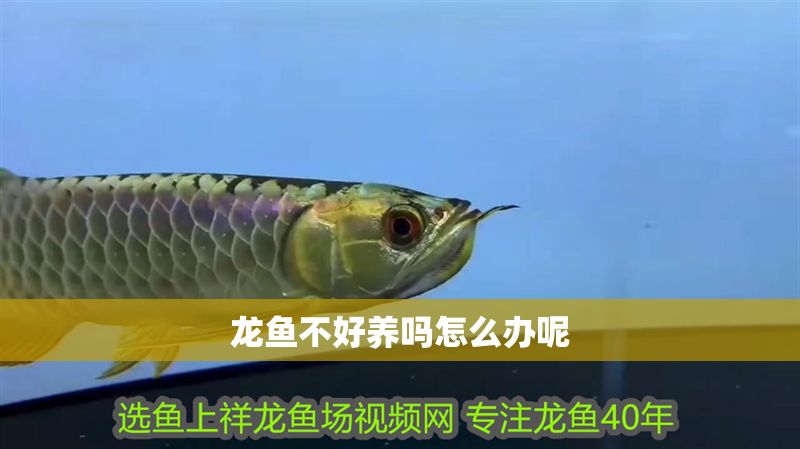龍魚不好養(yǎng)嗎怎么辦呢 龍魚不好養(yǎng)嗎怎么辦呢 龍魚百科 第2張