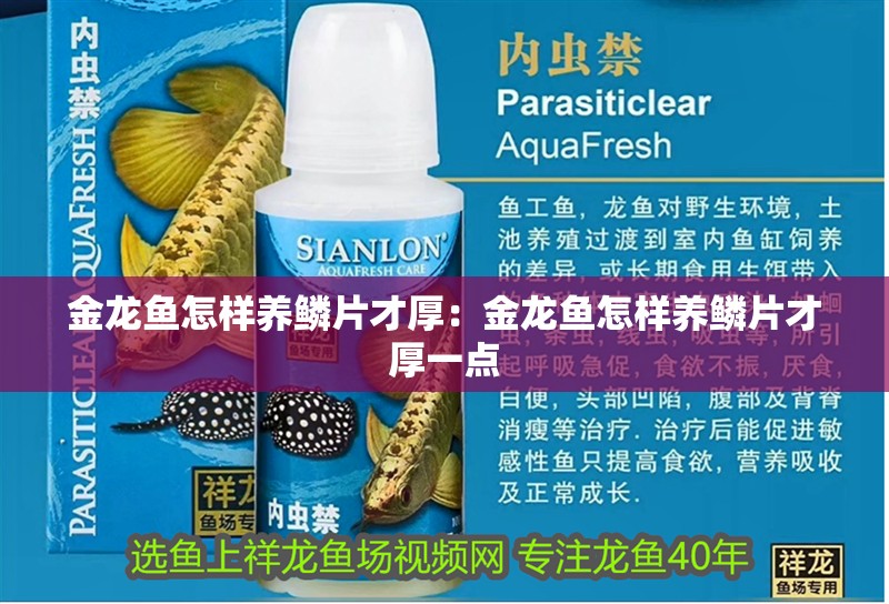 金龍魚怎樣養(yǎng)鱗片才厚：金龍魚怎樣養(yǎng)鱗片才厚一點