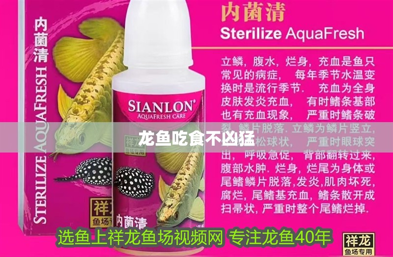 龍魚吃食不兇猛