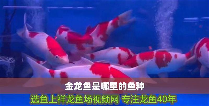 金龍魚是哪里的魚種