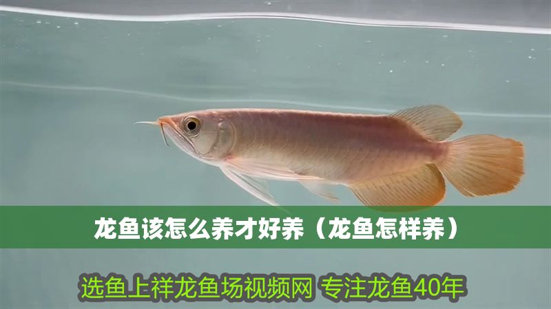 龍魚該怎么養(yǎng)才好養(yǎng)（龍魚怎樣養(yǎng)）