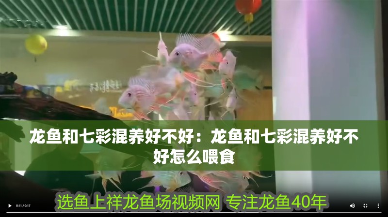 龍魚和七彩混養好不好:龍魚和七彩混養好不好怎么喂食 水族問答 龍魚和七彩混養好不好:龍魚和七彩混養好不好怎么喂食 龍魚和七彩混養好不好:龍魚和七彩混養好不好怎么喂食 水族問答