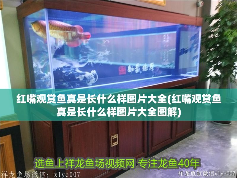 紅嘴觀賞魚真是長什么樣圖片大全(紅嘴觀賞魚真是長什么樣圖片大全圖解)