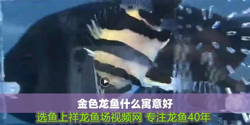 金色龍魚(yú)什么寓意好