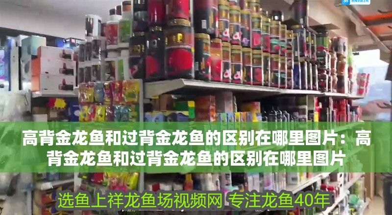 高背金龍魚和過背金龍魚的區別在哪里圖片:高背金龍魚和過背金龍魚的區別在哪里圖片 水族問答 高背金龍魚和過背金龍魚的區別在哪里圖片:高背金龍魚和過背金龍魚的區別在哪里圖片 高背金龍魚和過背金龍魚的區別在哪里圖片:高背金龍魚和過背金龍魚的區別在哪里圖片 水族問答