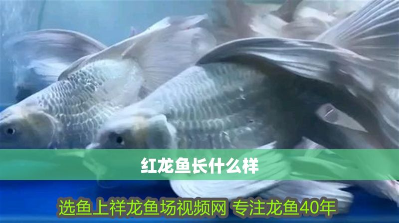 紅龍魚長什么樣