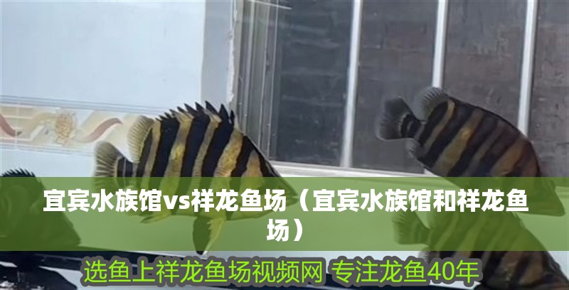 宜賓水族館vs祥龍魚場（宜賓水族館和祥龍魚場） 宜賓水族館vs祥龍魚場（宜賓水族館和祥龍魚場） 全國水族館企業名錄 第1張