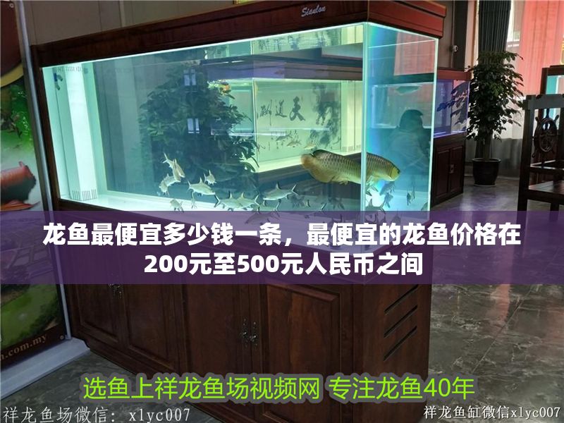 龍魚最便宜多少錢一條，最便宜的龍魚價格在200元至500元人民幣之間