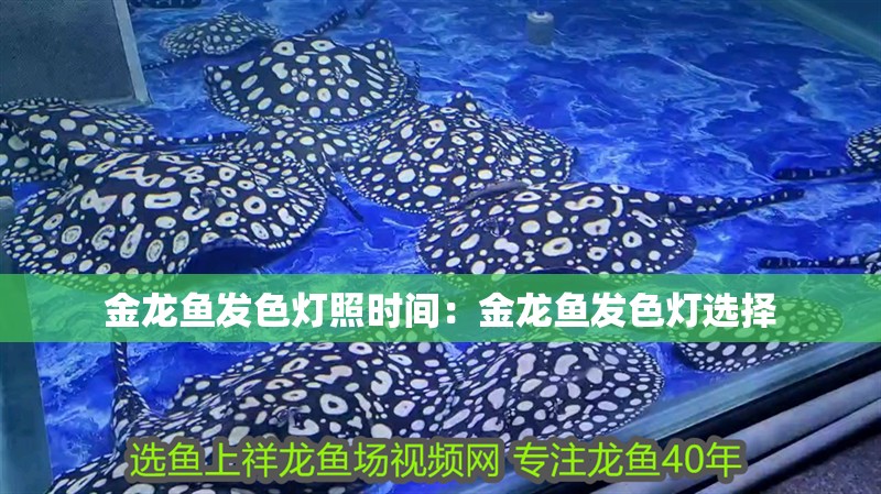 金龍魚發色燈照時間：金龍魚發色燈選擇