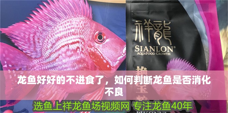 龍魚好好的不進食了，如何判斷龍魚是否消化不良 龍魚好好的不進食了，如何判斷龍魚是否消化不良 龍魚百科 第2張