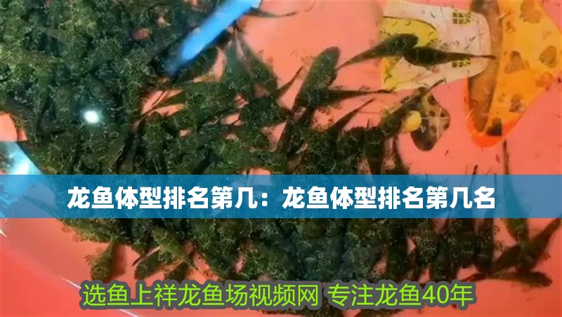 龍魚體型排名第幾:龍魚體型排名第幾名 水族問答 龍魚體型排名第幾:龍魚體型排名第幾名 龍魚體型排名第幾:龍魚體型排名第幾名 水族問答