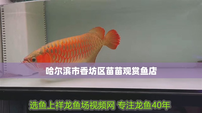 哈爾濱市香坊區苗苗觀賞魚店 全國水族館企業名錄 第2張 哈爾濱市香坊區苗苗觀賞魚店 哈爾濱市香坊區苗苗觀賞魚店 全國水族館企業名錄 第2張