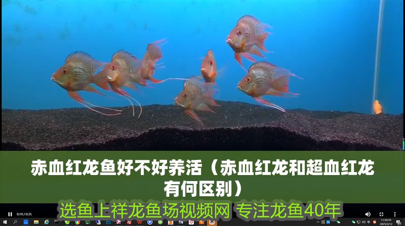 赤血紅龍魚好不好養活(赤血紅龍和超血紅龍有何區別) 龍魚百科 第1張 赤血紅龍魚好不好養活(赤血紅龍和超血紅龍有何區別) 赤血紅龍魚好不好養活(赤血紅龍和超血紅龍有何區別) 龍魚百科 第1張