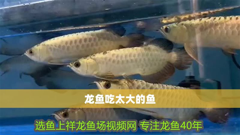 龍魚吃太大的魚