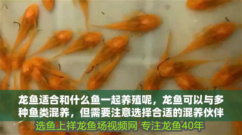 龍魚適合和什么魚一起養殖呢，龍魚可以與多種魚類混養，但需要注意選擇合適的混養伙伴