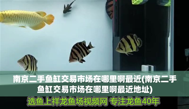 南京二手魚缸交易市場在哪里啊最近(南京二手魚缸交易市場在哪里啊最近地址)