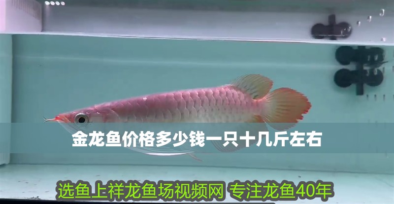 金龍魚價格多少錢一只十幾斤左右