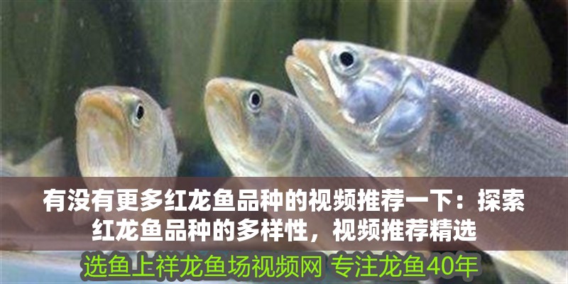 有沒有更多紅龍魚品種的視頻推薦一下：探索紅龍魚品種的多樣性，視頻推薦精選