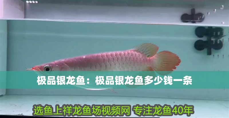 極品銀龍魚:極品銀龍魚多少錢一條 水族問答 極品銀龍魚:極品銀龍魚多少錢一條 極品銀龍魚:極品銀龍魚多少錢一條 水族問答