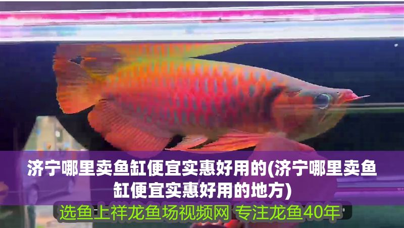 濟寧哪里賣魚缸便宜實惠好用的(濟寧哪里賣魚缸便宜實惠好用的地方)