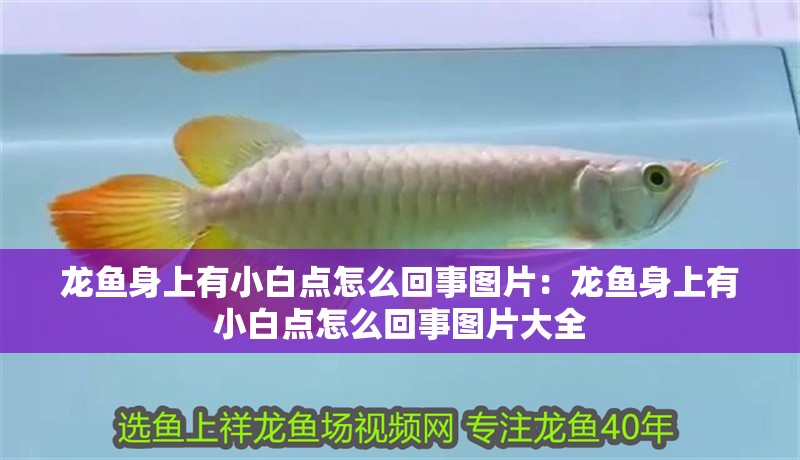 龍魚身上有小白點怎么回事圖片：龍魚身上有小白點怎么回事圖片大全 龍魚身上有小白點怎么回事圖片：龍魚身上有小白點怎么回事圖片大全 水族問答