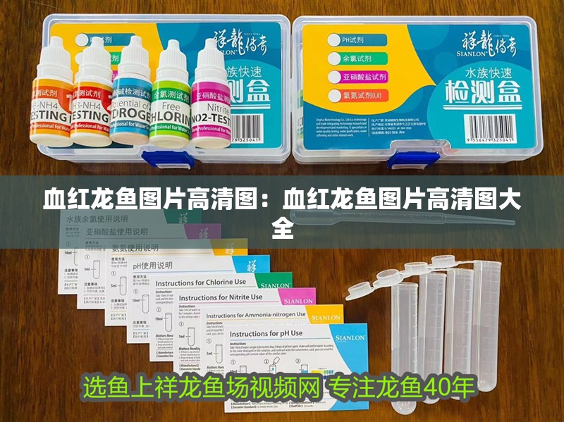 血紅龍魚圖片高清圖:血紅龍魚圖片高清圖大全 水族問答 血紅龍魚圖片高清圖:血紅龍魚圖片高清圖大全 血紅龍魚圖片高清圖:血紅龍魚圖片高清圖大全 水族問答