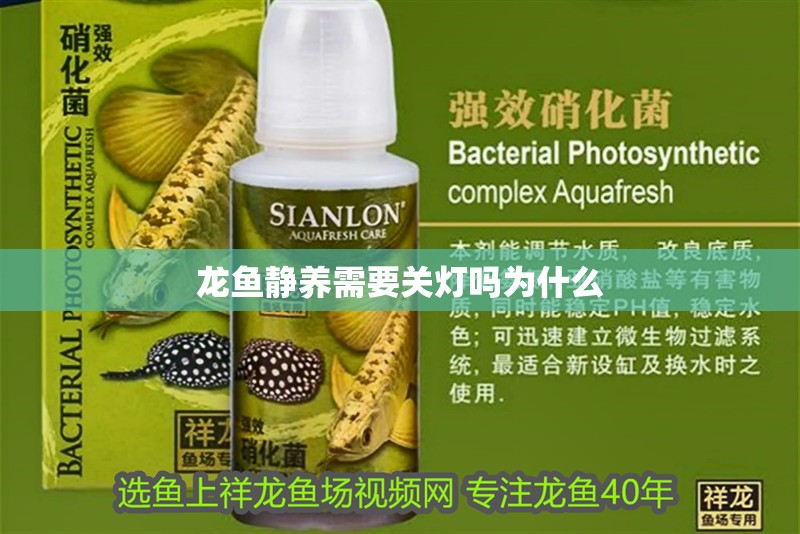 龍魚靜養需要關燈嗎為什么