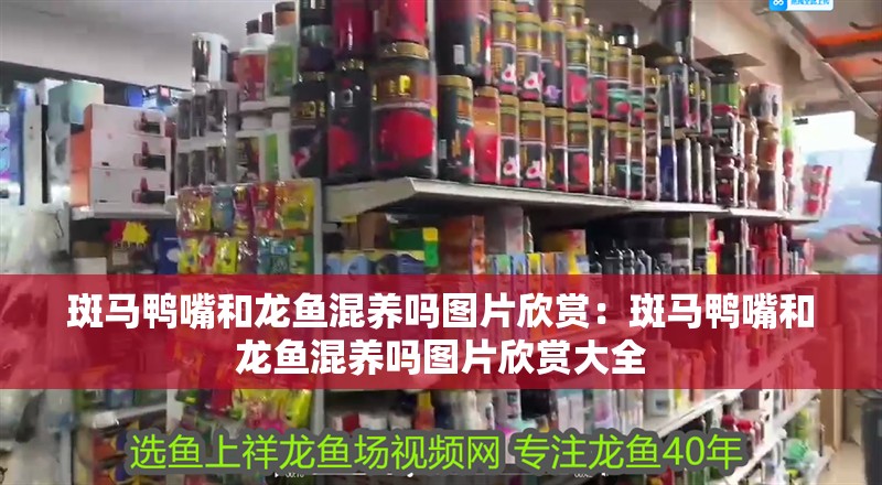 斑馬鴨嘴和龍魚混養(yǎng)嗎圖片欣賞：斑馬鴨嘴和龍魚混養(yǎng)嗎圖片欣賞大全