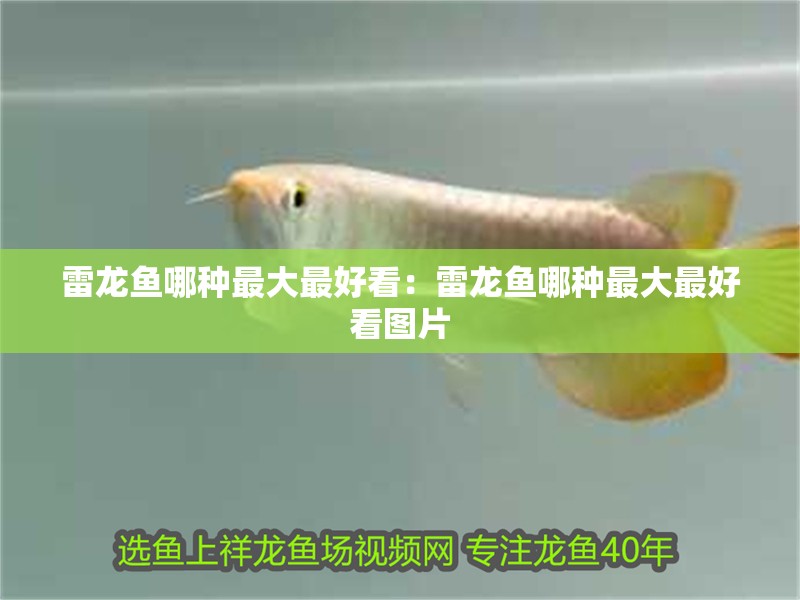 雷龍魚哪種最大最好看：雷龍魚哪種最大最好看圖片