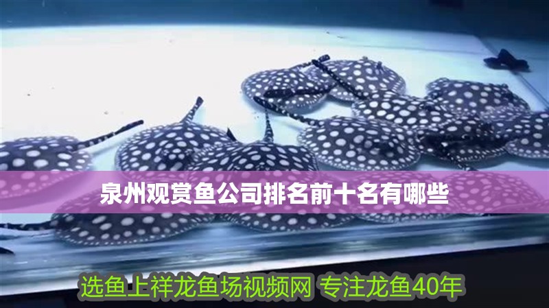 泉州觀賞魚公司排名前十名有哪些 泉州觀賞魚公司排名前十名有哪些 魚缸百科