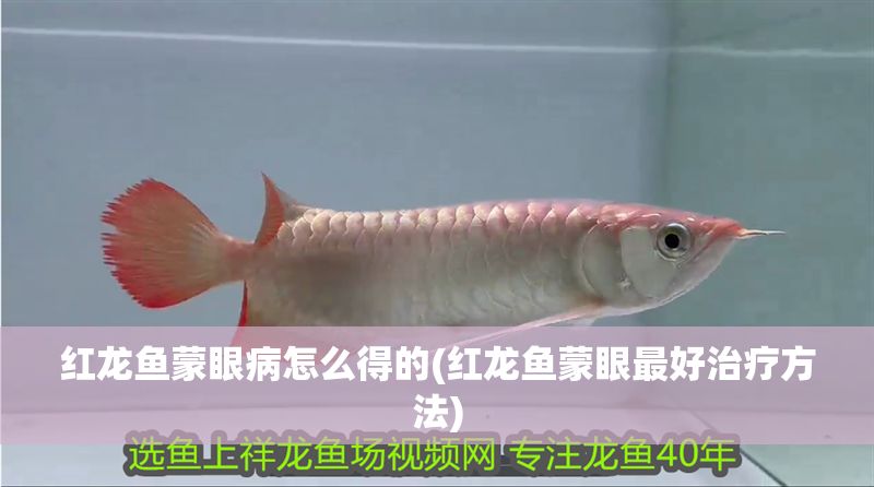 紅龍魚蒙眼病怎么得的(紅龍魚蒙眼最好治療方法)