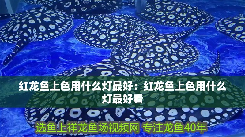 紅龍魚上色用什么燈最好：紅龍魚上色用什么燈最好看