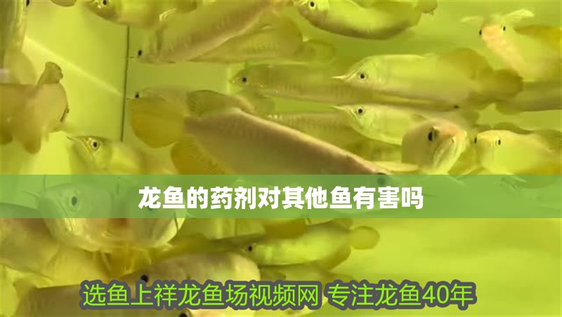 龍魚的藥劑對其他魚有害嗎