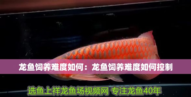 龍魚飼養難度如何：龍魚飼養難度如何控制