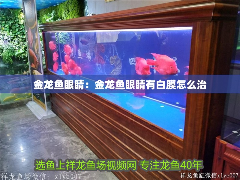 金龍魚眼睛：金龍魚眼睛有白膜怎么治