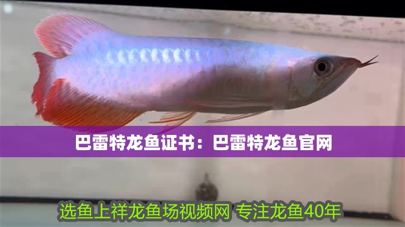巴雷特龍魚證書：巴雷特龍魚官網