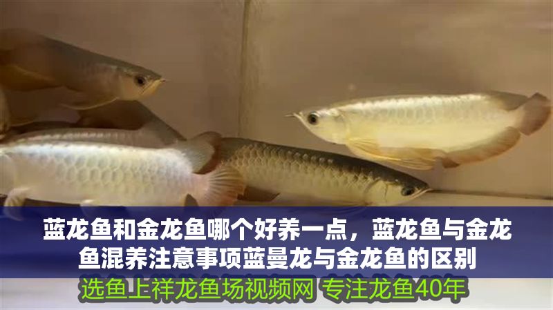 藍龍魚和金龍魚哪個好養一點，藍龍魚與金龍魚混養注意事項藍曼龍與金龍魚的區別