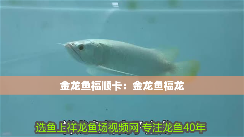金龍魚福順卡：金龍魚福龍