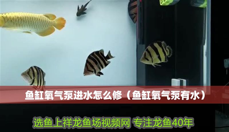 魚缸氧氣泵進水怎么修（魚缸氧氣泵有水） 魚缸氧氣泵進水怎么修（魚缸氧氣泵有水） 龍魚百科 第1張