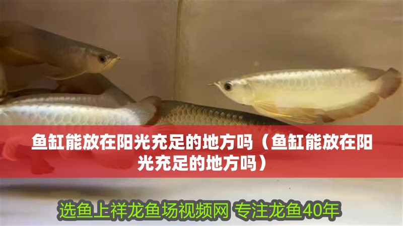 魚缸能放在陽光充足的地方嗎（魚缸能放在陽光充足的地方嗎） 魚缸能放在陽光充足的地方嗎（魚缸能放在陽光充足的地方嗎） 龍魚百科 第1張
