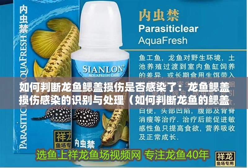 如何判斷龍魚鰓蓋損傷是否感染了：龍魚鰓蓋損傷感染的識(shí)別與處理（如何判斷龍魚的鰓蓋損傷是否感染）